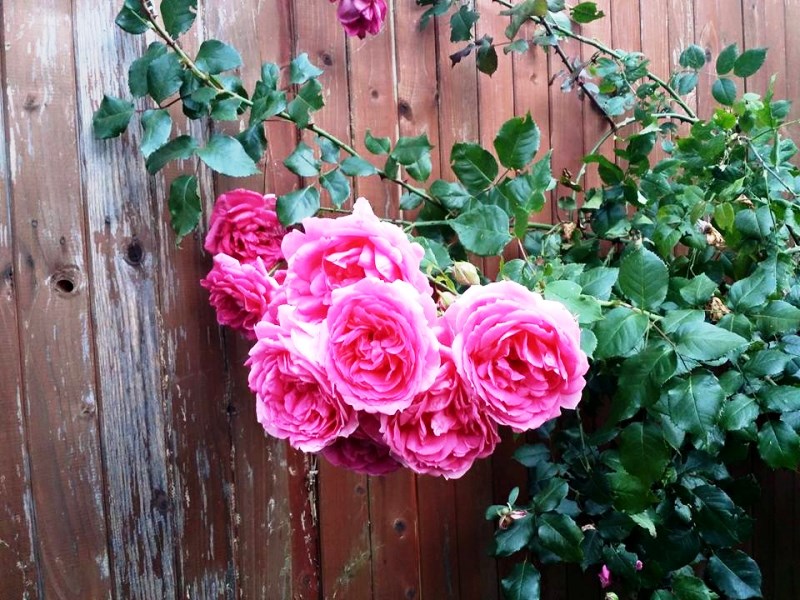 11695728_10207175706934007_4984098682252866766_n