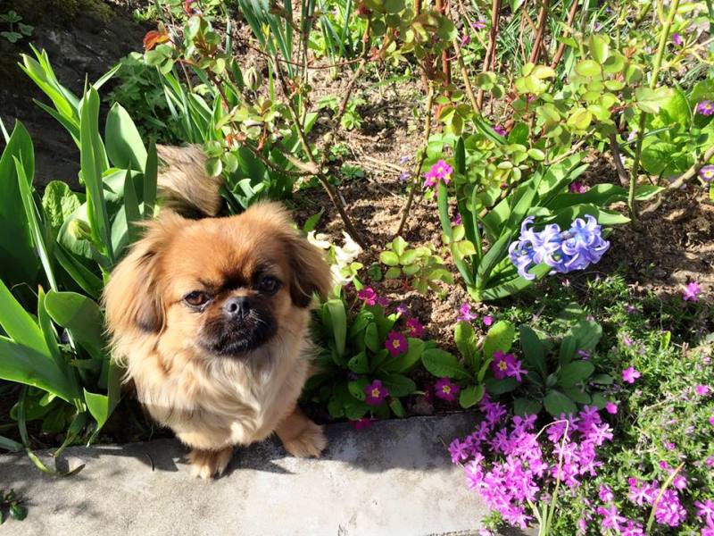 12932878_10209066353318985_1434529658249516494_n